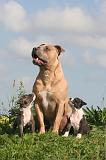 AMSTAFF  ADULT & PUPPIES 095